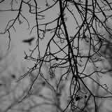 die vogel