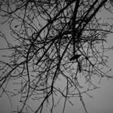 die vogel