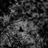 die vogel