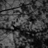 die vogel