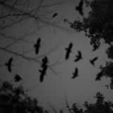die vogel